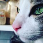 Richa Chadha Instagram - 4.2.23: Madira the OG, eater of aloo bhujiya, the love of my life, my eldest girl has passed on as 13 yo teen veteran to cat heaven. Had adopted her in 2010, a month before I left for the shoot of Gangs of Wasseypur. She was my sibling, my daughter, my 4 legged struggle-buddy. She was with me when I shared a 1BHK with a flatmate, then a 2BHK with 2 flatmates, she survived a fall from the 9th floor of a building, got frequent rides in my i10, she was with me in my time of beanbags, floor cushions, tikka take outs and theatre rehearsals… with us through thick and thin till now… she enjoyed the care from the best caregiver in the world, my mom. Madira chased off intruders and creeps, took flights and eventually relocated to the North. She had a personality! I learnt so much from her. She brought so much joy and comfort to me and my family. Madira, my sweet lil angel, I haven’t cried so much in years. Grief in the gut. Is that why we have pets? To acquaint us with death, as we’re bound to outlive them? What an end to an era my little queen… I love you and always will. Thank you for your love, you are purrfection😭😢🥹 what misery , everyone dies. And also what solace💔