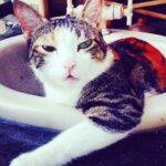 Richa Chadha Instagram - 4.2.23: Madira the OG, eater of aloo bhujiya, the love of my life, my eldest girl has passed on as 13 yo teen veteran to cat heaven. Had adopted her in 2010, a month before I left for the shoot of Gangs of Wasseypur. She was my sibling, my daughter, my 4 legged struggle-buddy. She was with me when I shared a 1BHK with a flatmate, then a 2BHK with 2 flatmates, she survived a fall from the 9th floor of a building, got frequent rides in my i10, she was with me in my time of beanbags, floor cushions, tikka take outs and theatre rehearsals… with us through thick and thin till now… she enjoyed the care from the best caregiver in the world, my mom. Madira chased off intruders and creeps, took flights and eventually relocated to the North. She had a personality! I learnt so much from her. She brought so much joy and comfort to me and my family. Madira, my sweet lil angel, I haven’t cried so much in years. Grief in the gut. Is that why we have pets? To acquaint us with death, as we’re bound to outlive them? What an end to an era my little queen… I love you and always will. Thank you for your love, you are purrfection😭😢🥹 what misery , everyone dies. And also what solace💔