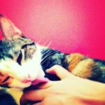 Richa Chadha Instagram - 4.2.23: Madira the OG, eater of aloo bhujiya, the love of my life, my eldest girl has passed on as 13 yo teen veteran to cat heaven. Had adopted her in 2010, a month before I left for the shoot of Gangs of Wasseypur. She was my sibling, my daughter, my 4 legged struggle-buddy. She was with me when I shared a 1BHK with a flatmate, then a 2BHK with 2 flatmates, she survived a fall from the 9th floor of a building, got frequent rides in my i10, she was with me in my time of beanbags, floor cushions, tikka take outs and theatre rehearsals… with us through thick and thin till now… she enjoyed the care from the best caregiver in the world, my mom. Madira chased off intruders and creeps, took flights and eventually relocated to the North. She had a personality! I learnt so much from her. She brought so much joy and comfort to me and my family. Madira, my sweet lil angel, I haven’t cried so much in years. Grief in the gut. Is that why we have pets? To acquaint us with death, as we’re bound to outlive them? What an end to an era my little queen… I love you and always will. Thank you for your love, you are purrfection😭😢🥹 what misery , everyone dies. And also what solace💔
