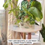Roshni Chopra Instagram – #rohome decor 🌱 ask a plant parent you know for some cuttings My favourite plants to grow in water are #pothos #bamboo & zeezee – even if you don’t have green thumbs this is a fool proof method to have some green indoors & is super long lasting. 

#homedecor #interior #interiorstyling #plants #decorhacks #decor