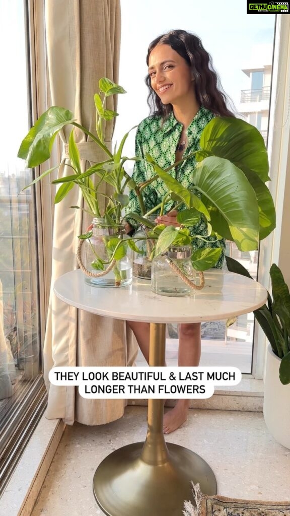 Roshni Chopra Instagram - #rohome decor 🌱 ask a plant parent you know for some cuttings My favourite plants to grow in water are #pothos #bamboo & zeezee - even if you don’t have green thumbs this is a fool proof method to have some green indoors & is super long lasting. #homedecor #interior #interiorstyling #plants #decorhacks #decor