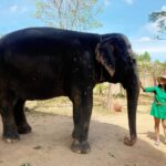 Rucha Hasabnis Instagram - “They say an elephant never forgets. What they don’t tell you is, you never forget an elephant”- Bill Murray . . #animallover #beauty 🐘