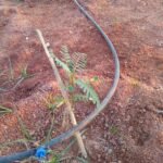 S. S. Rajamouli Instagram - Avisa saplings planted in March this year. And now.. And Weaver birds making nests...