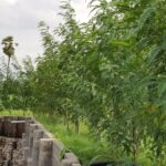 S. S. Rajamouli Instagram - Avisa saplings planted in March this year. And now.. And Weaver birds making nests...