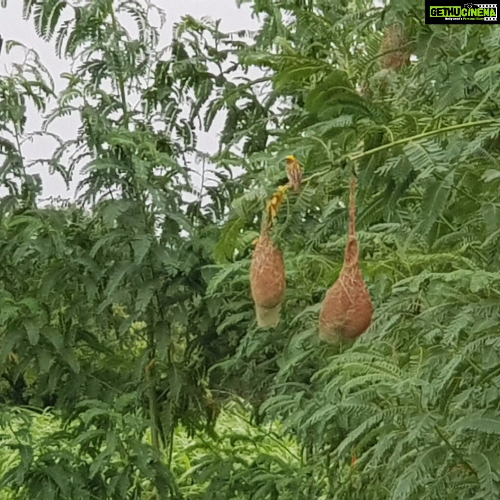 S. S. Rajamouli Instagram - Avisa saplings planted in March this year. And now.. And Weaver birds making nests...