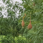 S. S. Rajamouli Instagram – Avisa saplings planted in March this year.

And now.. And Weaver birds making nests…