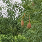 S. S. Rajamouli Instagram - Avisa saplings planted in March this year. And now.. And Weaver birds making nests...