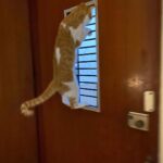 Sai Tamhankar Instagram - Spider cat ! Banku doing his thang … #saitamhankar #bankim #banku #kungfucat #curiosity