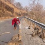 Sakshi Pradhan Instagram - Day well spent with these cute #Leafmonkeys #Vanarsena of #Hanumanji 🔱🕉️🐒🐵 🫐🍇🧿 Feed animals: Do it because its your heart not because you want something in return 🙏🏻🥹And Pls Talk to them #Communicate .. .. .. .. .. .. .. .. .. .. .. .. .. .. .. .. .. .. #Animal #Feedanimals #Monkey #shreeram #Leafmonkey #reels #Cold #winter #reelitfeelit #MP #playalong #monkeyworld #savemonkey #reelsinstagram #reelitfeelit❤️❤️ #instagood #instamood #instagram #instagramreels #monkeydluffy #indore #India Madhya Pradesh