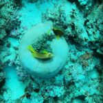 Samyuktha Hegde Instagram – Anyone seen nemo? 

#underwater #snorkeling #islandgirl