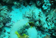 Samyuktha Hegde Instagram - Anyone seen nemo? #underwater #snorkeling #islandgirl