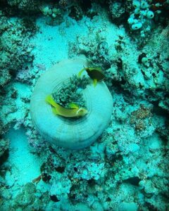 Samyuktha Hegde Instagram - Anyone seen nemo? #underwater #snorkeling #islandgirl