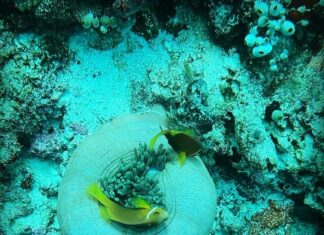 Samyuktha Hegde Instagram - Anyone seen nemo? #underwater #snorkeling #islandgirl