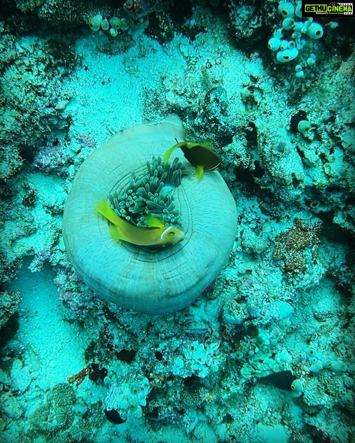 Samyuktha Hegde Instagram - Anyone seen nemo? #underwater #snorkeling #islandgirl