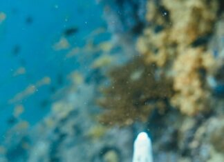 Samyuktha Hegde Instagram - CERTIFIED ADVANCED OPEN WATER DIVER 🎉 🌊 What an amazing experience of going down a 100ft in the ocean, in the day and in the night. I’ve always loved the water so much, In 2017 when i dived for the first time it was life changing and i told myself i will go around the world doing the same in oceans, rivers and lakes exploring the world of water In 2019 i got my first certification and now I’ve levelled up! I’m just happy i took this solo trip, having all this time to myself has been really good for me! Not just the fact that i had a lot offffff fun but also I’m gonna have some great stories to tell when I’m old ❤️ Thanks @nomadults for being such a calm teacher and taking me through this course smoothly ❤️ #scubadiving #waterbaby #phiphj #solotravel #thailand Phi Phi Island, Thailand