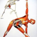 Samyuktha Varma Instagram - Take time to unlock PSOAS muscle, ‘Muscle of the soul’.it is one of largest muscle in our body where we often store stress or trauma which influence our mood and outlook on life. So lets STRECH!☺️