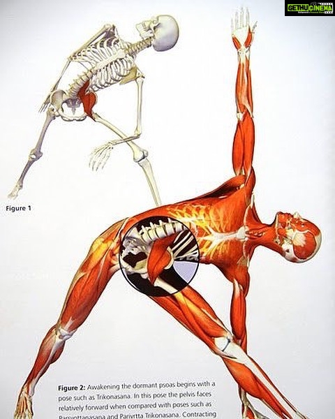 Samyuktha Varma Instagram - Take time to unlock PSOAS muscle, ‘Muscle of the soul’.it is one of largest muscle in our body where we often store stress or trauma which influence our mood and outlook on life. So lets STRECH!☺️