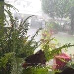 Sandra Thomas Instagram - Rainy morning #raining #rain #rainyday #nature #photooftheday #rainydays #photography #rainy #clouds #raindrops #rainyweather #naturephotography #instagood #cloudy #water #weather #love #umbrella #rainbow #rainingday #sky #instarain #pouring #puddle #rainydayz #instagram #beautiful #raindrop #splash #rainyseason