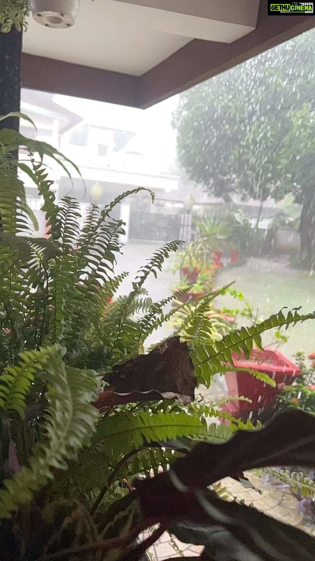 Sandra Thomas Instagram - Rainy morning #raining #rain #rainyday #nature #photooftheday #rainydays #photography #rainy #clouds #raindrops #rainyweather #naturephotography #instagood #cloudy #water #weather #love #umbrella #rainbow #rainingday #sky #instarain #pouring #puddle #rainydayz #instagram #beautiful #raindrop #splash #rainyseason