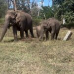Sandra Thomas Instagram - Our favourite view #elephant #elephants #wildlife #animals #elephantlove #nature #elephantsofinstagram #elephantlover #elephantlovers #africa #kerala #art #wildlifephotography #photography #safari #travel #love #elephanttattoo #babyelephants #africanelephant #saveelephants #animal #elephantfamily #aana #naturephotography #elephantart #savetheelephants #instagood #aanapremi #loveelephants