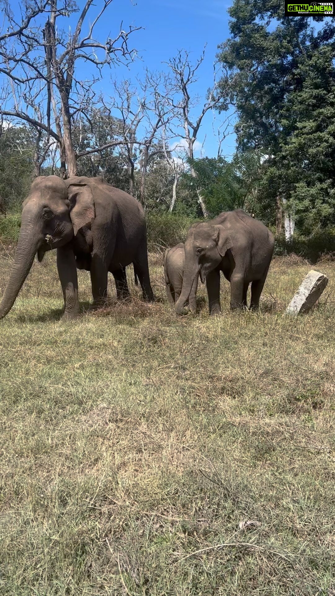 Sandra Thomas Instagram - Our favourite view #elephant #elephants #wildlife #animals #elephantlove #nature #elephantsofinstagram #elephantlover #elephantlovers #africa #kerala #art #wildlifephotography #photography #safari #travel #love #elephanttattoo #babyelephants #africanelephant #saveelephants #animal #elephantfamily #aana #naturephotography #elephantart #savetheelephants #instagood #aanapremi #loveelephants
