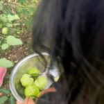 Sandra Thomas Instagram - Little farmers #home #garden #tomatoes #kitchengarden #farming #vegetables #tomotolovers #naturekids #natureconnect
