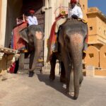 Sangeetha Bhat Instagram - Amer Fort – the melting pot of Rajasthan's heritage, art and architecture….. Jaipur Part 2 Swipe<> #sangeethabhat #sangeethabhatsudarshan #sudarshanrangaprasad #amerfort #amberfort #jaipur #rajasthan @sudarshan_rangaprasad ♥️ Amber Fort, Pink City, Rajastan