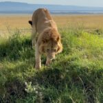 Saniya Iyappan Instagram – Animal whisperer in training- Kenya edition! Swipe through to see the wildness that I witnessed… Kenya, Africa