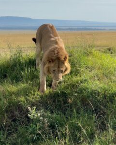 Saniya Iyappan Instagram - Animal whisperer in training- Kenya edition! Swipe through to see the wildness that I witnessed…