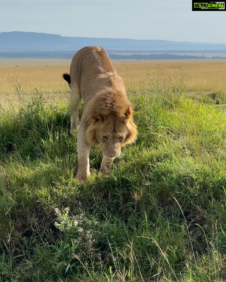 Saniya Iyappan Instagram - Animal whisperer in training- Kenya edition! Swipe through to see the wildness that I witnessed… Kenya, Africa