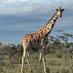 Saniya Iyappan Instagram - Animal whisperer in training- Kenya edition! Swipe through to see the wildness that I witnessed… Kenya, Africa