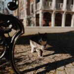 Sanya Malhotra Instagram - Istanbul ki 🐈 yan #catsofinstagram