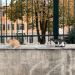 Sanya Malhotra Instagram - Istanbul ki 🐈 yan #catsofinstagram