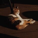 Sanya Malhotra Instagram - Istanbul ki 🐈 yan #catsofinstagram