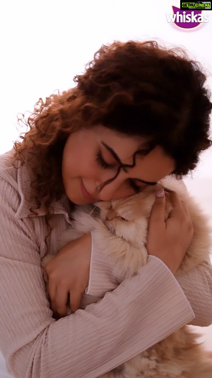 Sanya Malhotra Instagram - When it comes to my Laila’s food Whiskas is what she loves, and I trust. She can do anything for Whiskas. Not just this, Whiskas is my first choice because it keeps her coat shiny, her eyesight healthy and keeps her super energetic. 🧶 Also, Whiskas is the No. 1 cat food in 25 countries, WOW! 😻 Bring home the NO.1 Cat Food for your NO. 1 🐈 Wanna try now? Visit whiskas.in/cats-love-whiskas and get your No. 1, the No.1 cat food. Not only this! Your super fuzzball can win a contest too, all you have to do is send us adorable videos of your catto having the best time with Whiskas meals. Wait wait! Don’t forget to tag @whiskasindia! and use the hashtag #catslovewhiskas. The winners get to win Rs 10000/- personalized hamper🥰!!! #Whiskas #WhiskasIndia #FeedTheirCuriosity #CatHealth #CatNutrition #CatFood #ad