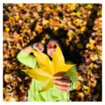 Sarayu Mohan Instagram - Why do leaves look most alive while they are dying! Shepparton