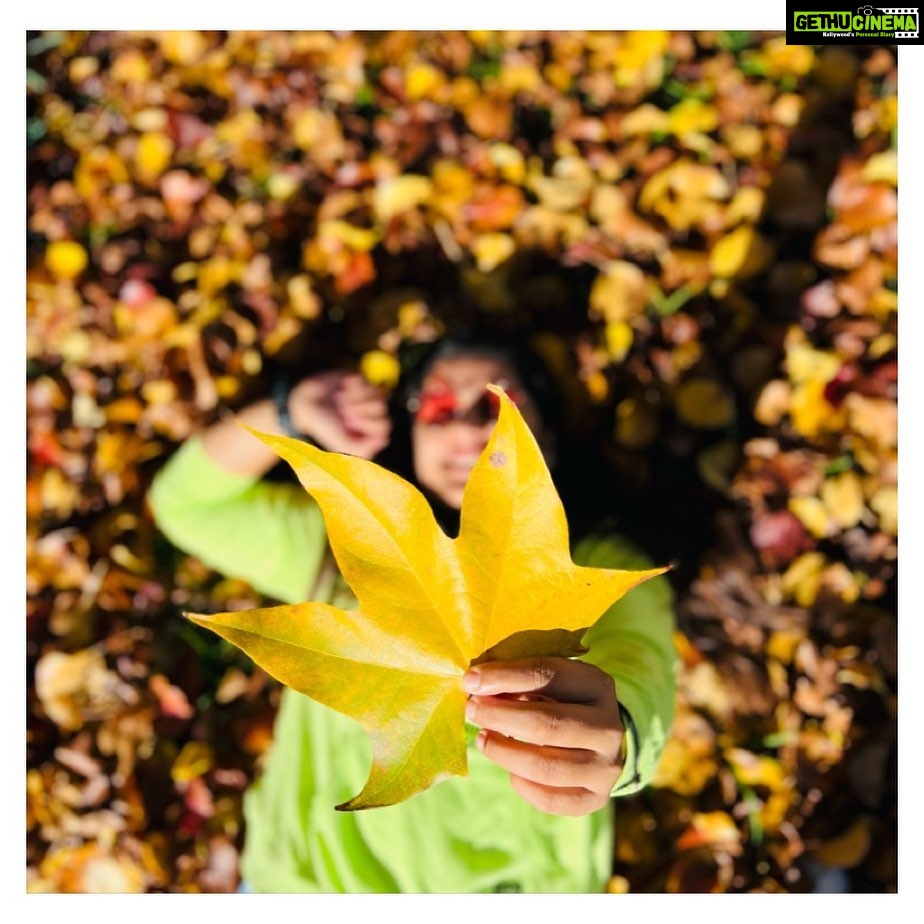 Sarayu Mohan Instagram - Why do leaves look most alive while they are dying! Shepparton