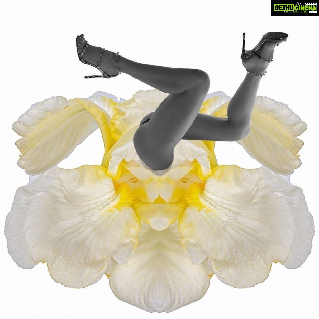 Scarlett Mellish Wilson Instagram - She’s back !! The flower collection shot by @danielemahphotography • @wild.flowers2023 Finally back after a hiatus.. inspired and experimenting.. thinking of early photographic surrealist experiments, the naivety of it, it’s simplistic artistry, this is the heavenly iris.. a spectacular and incredibly frilly flower and legs to die for @scarlettwilsonofficial diving into the eye of the iris #iris #legsfordays #flowers #surrealism #surrealart #photography