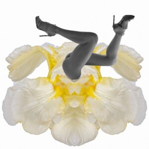 Scarlett Mellish Wilson Instagram - She’s back !! 

The flower collection shot by @danielemahphotography 

• @wild.flowers2023 Finally back after a hiatus.. inspired and experimenting.. thinking of early photographic surrealist experiments, the naivety of it, it’s simplistic artistry,  this is the heavenly iris.. a spectacular and incredibly frilly flower and legs to die for @scarlettwilsonofficial diving into the eye of the iris #iris #legsfordays #flowers #surrealism #surrealart #photography