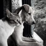Shalini Pandey Instagram - Home is where the meow & the woof is 🐾 #furshine #catsanddogs #petstagram Mumbai, Maharashtra