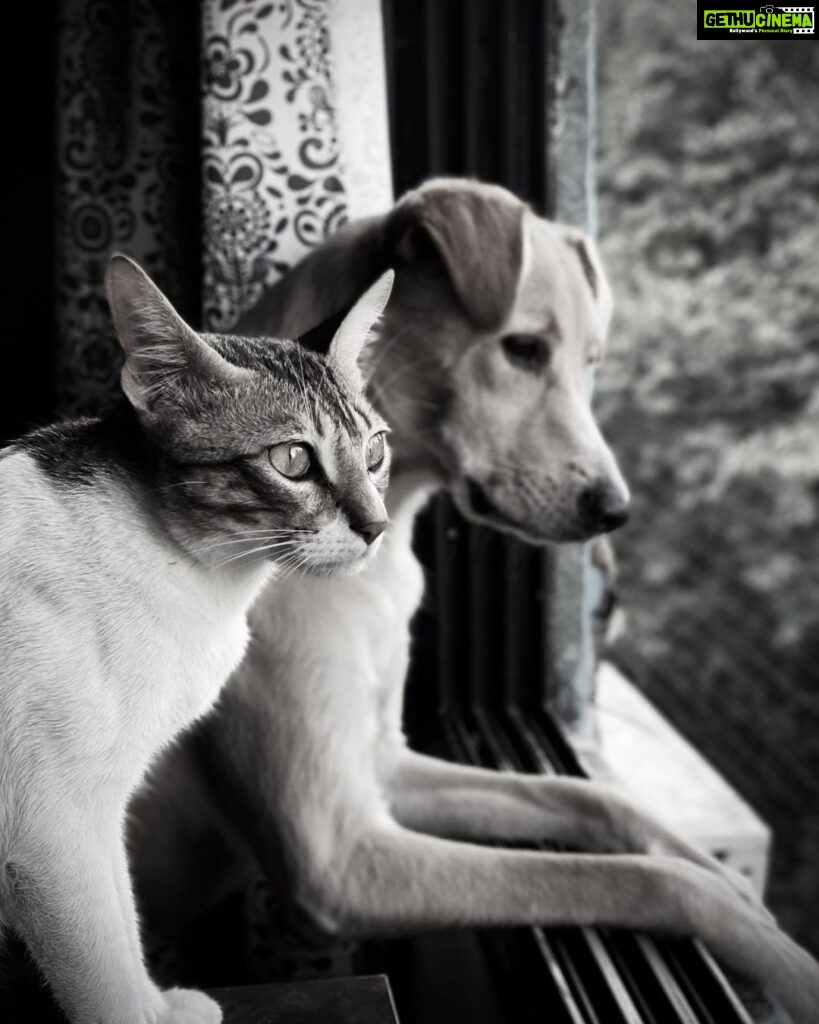 Shalini Pandey Instagram - Home is where the meow & the woof is 🐾 #furshine #catsanddogs #petstagram Mumbai, Maharashtra