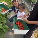 Shilpa Shetty Instagram - Being merry while picking strawberry 🍓🤪😄 #londondiaries #vacay #familytime #gratitude #blessed #fruitpicking