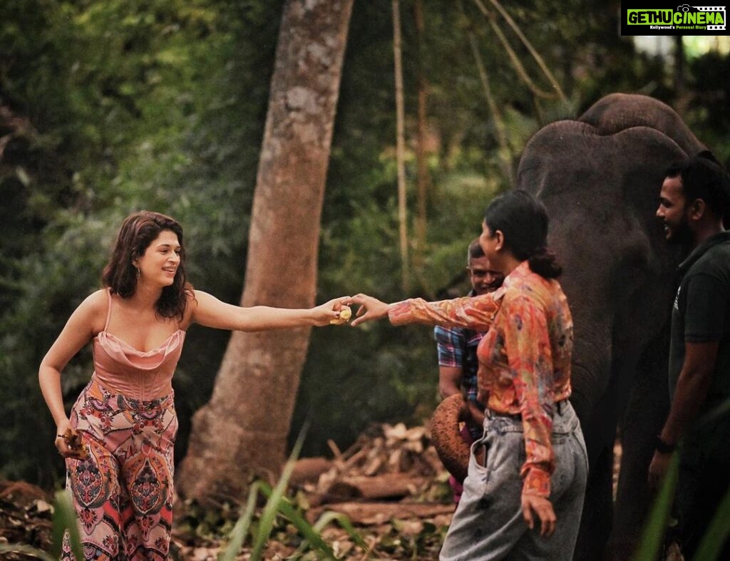 Shraddha Das Instagram - My heart is where there is an animal ❤️ Pinnawala Elephant orphanage , Sri Lanka 😍 📸 @krishnatejah 👱‍♀️ @versatile_makeoversartist #srilankatravel #elephantlove #pinnawala #shraddhadas Pinnawala, Sri Lanka
