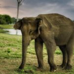 Shraddha Das Instagram – “When life gives you a chance to explore the unknown, take it and never look back 
👱‍♀️ @versatile_makeoversartist 
📸 @krishnatejah 

🌅🐘 #safari #exploremore #srilankanelephants Udawalawe