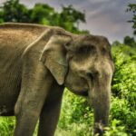 Shraddha Das Instagram – “When life gives you a chance to explore the unknown, take it and never look back 
👱‍♀️ @versatile_makeoversartist 
📸 @krishnatejah 

🌅🐘 #safari #exploremore #srilankanelephants Udawalawe