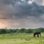 Shraddha Das Instagram – “When life gives you a chance to explore the unknown, take it and never look back 
👱‍♀️ @versatile_makeoversartist 
📸 @krishnatejah 

🌅🐘 #safari #exploremore #srilankanelephants Udawalawe
