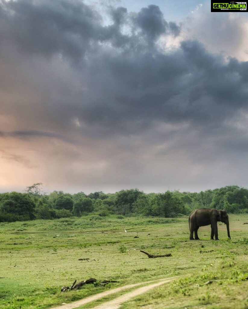 Shraddha Das Instagram - "When life gives you a chance to explore the unknown, take it and never look back 👱‍♀ @versatile_makeoversartist 📸 @krishnatejah 🌅🐘 #safari #exploremore #srilankanelephants Udawalawe