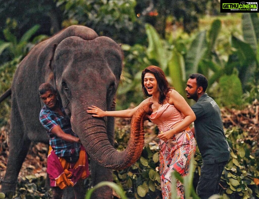 Shraddha Das Instagram - My heart is where there is an animal ❤️ Pinnawala Elephant orphanage , Sri Lanka 😍 📸 @krishnatejah 👱‍♀️ @versatile_makeoversartist #srilankatravel #elephantlove #pinnawala #shraddhadas Pinnawala, Sri Lanka
