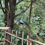 Shruti Haasan Instagram – What a beautiful time – making memories for myself with myself 💚 Thankyou Kodai for always being so beautiful #travel #kodaikanal #solotravel