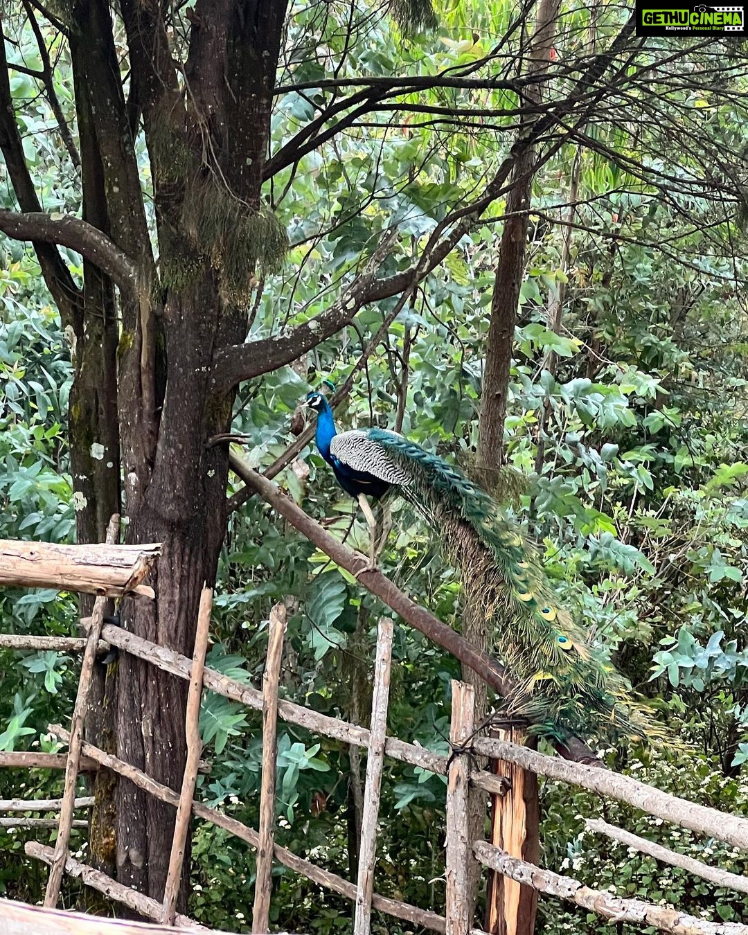 Shruti Haasan Instagram - What a beautiful time - making memories for myself with myself 💚 Thankyou Kodai for always being so beautiful #travel #kodaikanal #solotravel